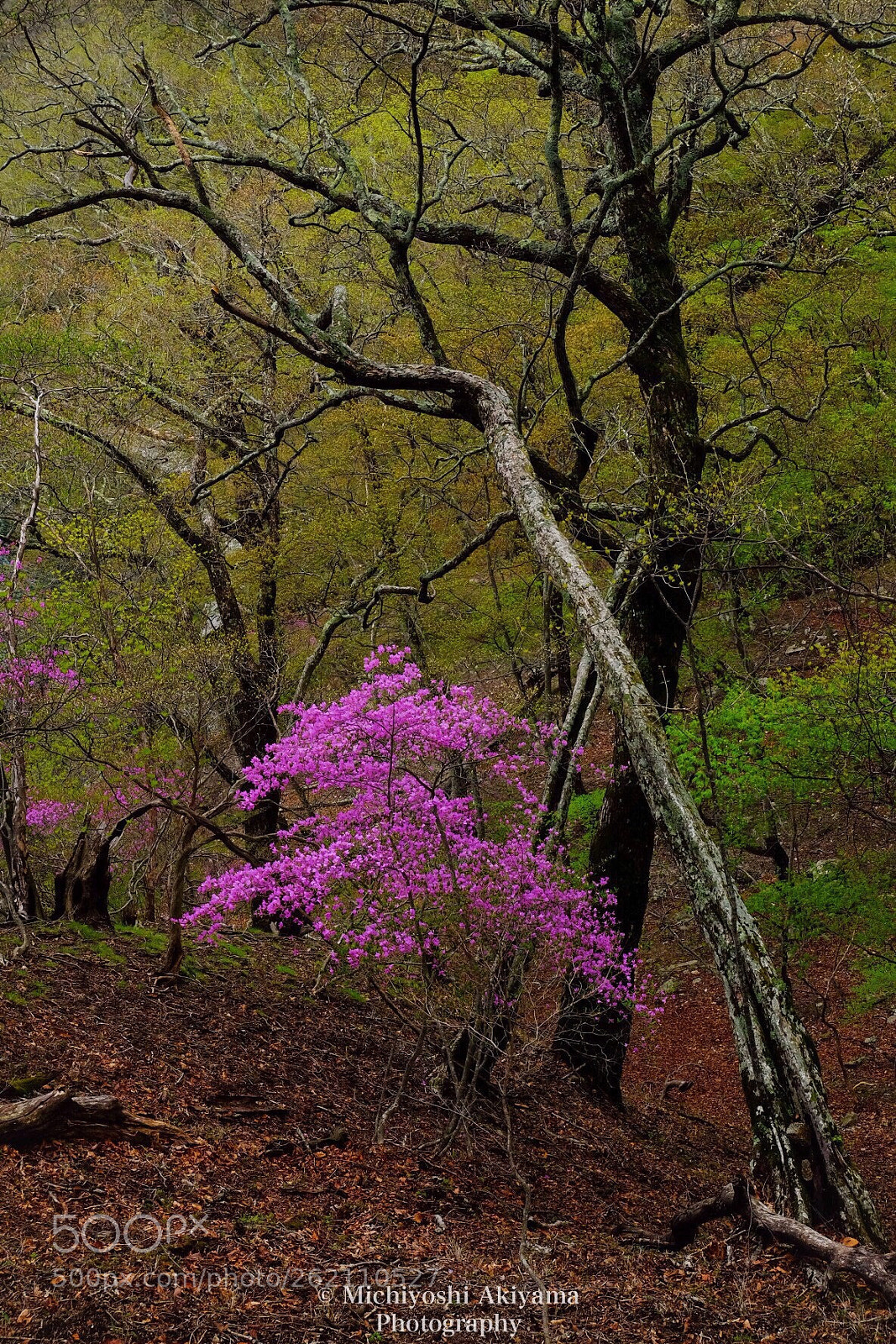 Fujifilm X-T1 sample photo. Azalea photography