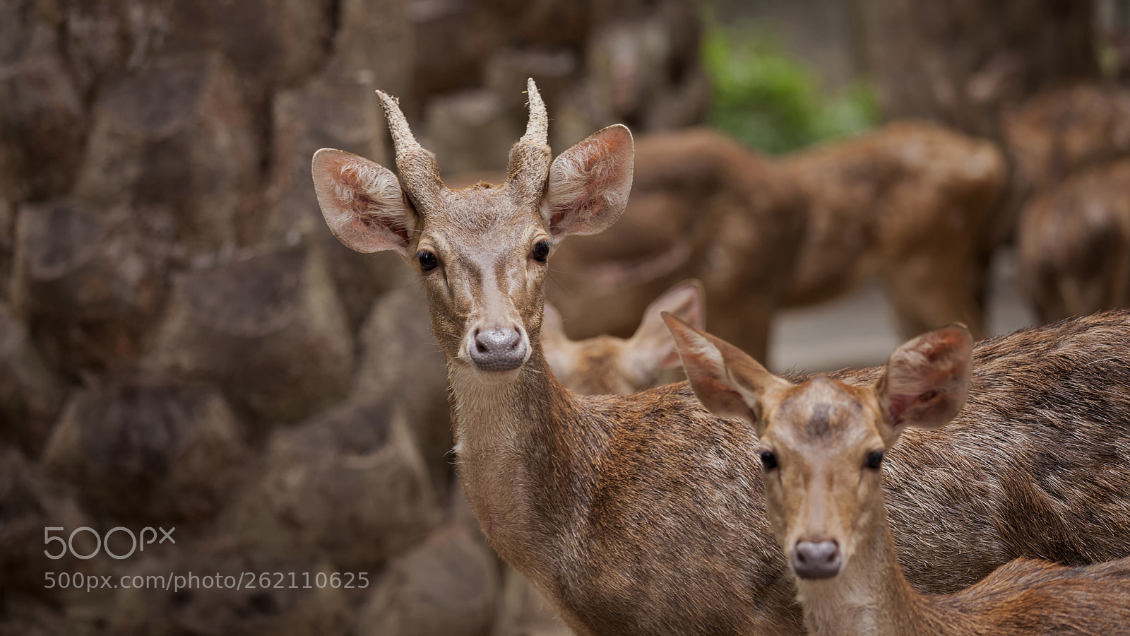 Canon EOS 5D Mark II sample photo. Javan deer photography