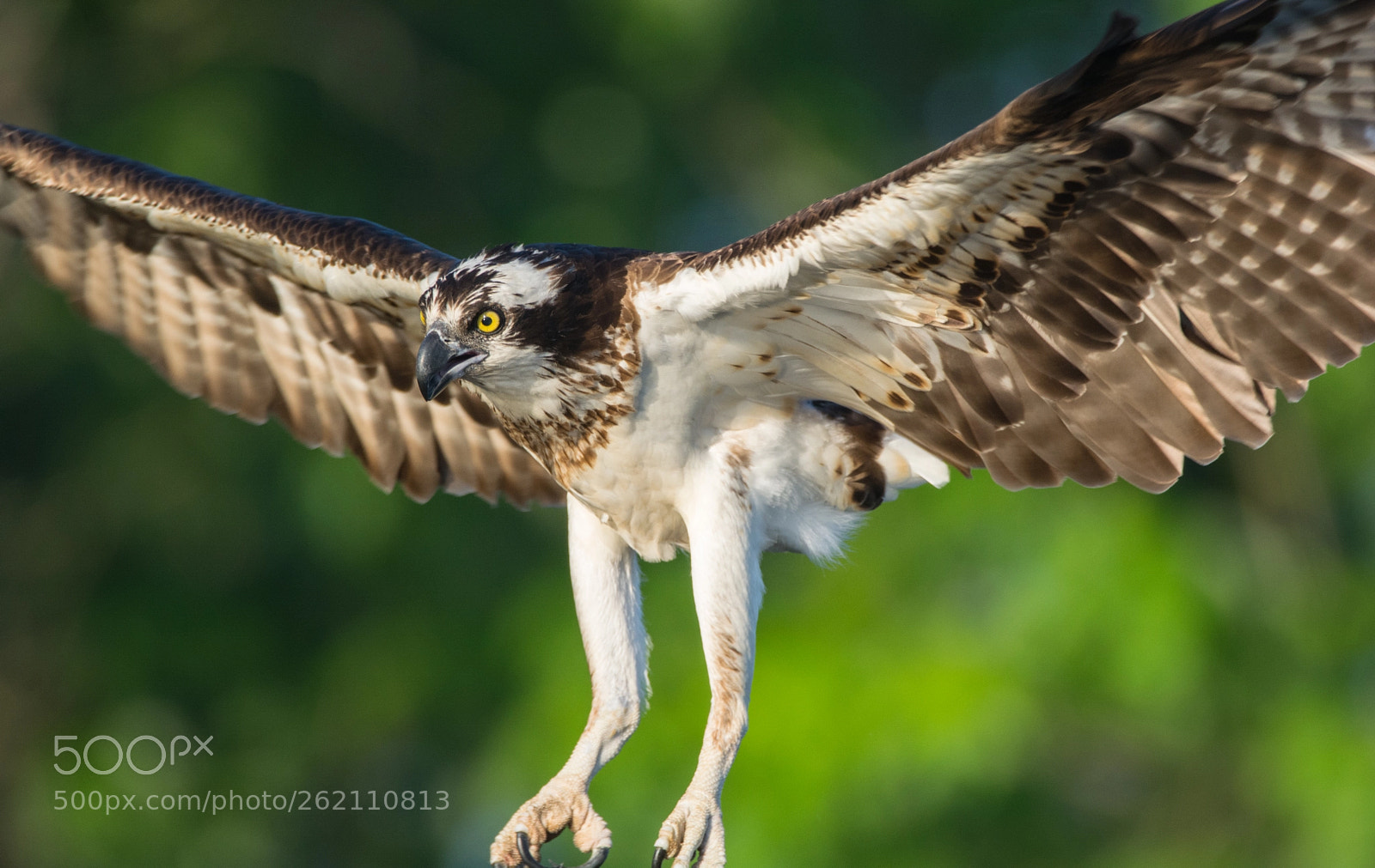Nikon D5200 sample photo. Osprey flying low photography