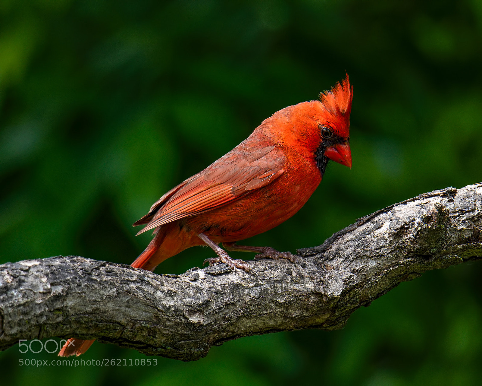Nikon D850 sample photo. Northern cardinal photography