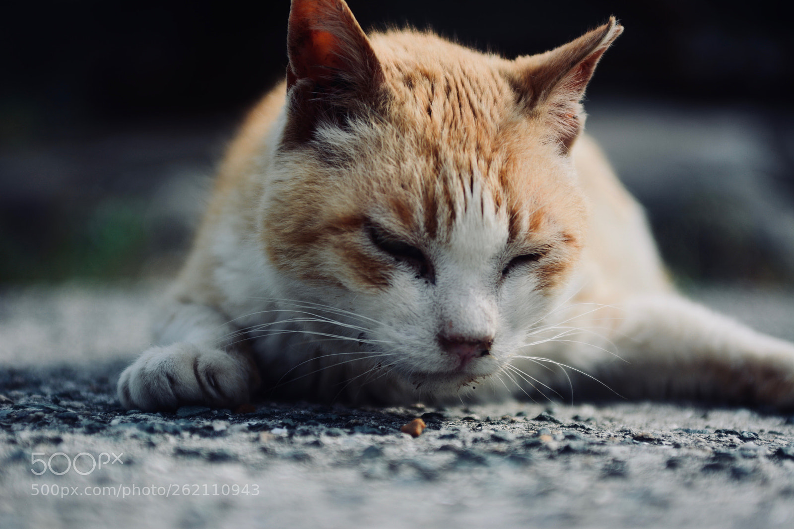 Nikon D7100 sample photo. Cat photography