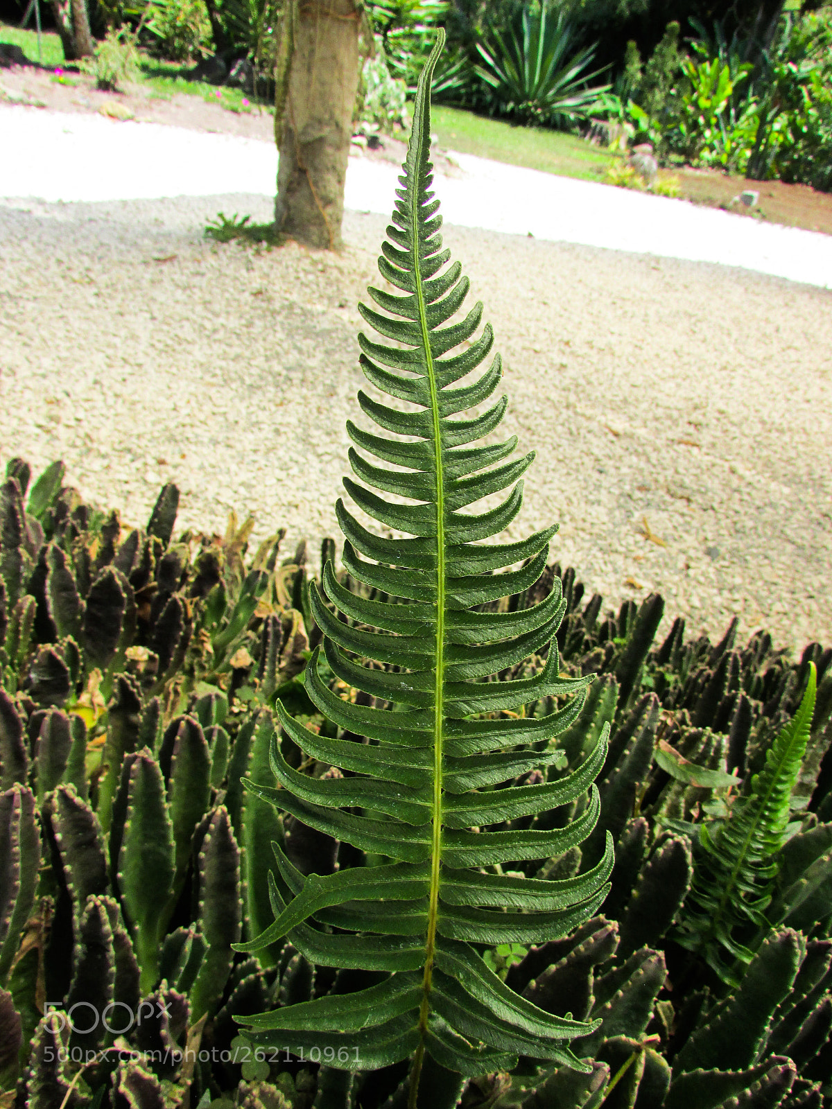 Canon PowerShot SX500 IS sample photo. Untitled photography