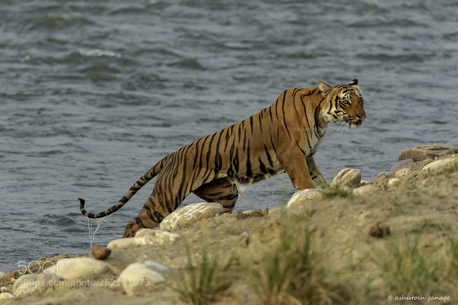 Canon EOS 7D Mark II sample photo. Royal bengal tiger photography