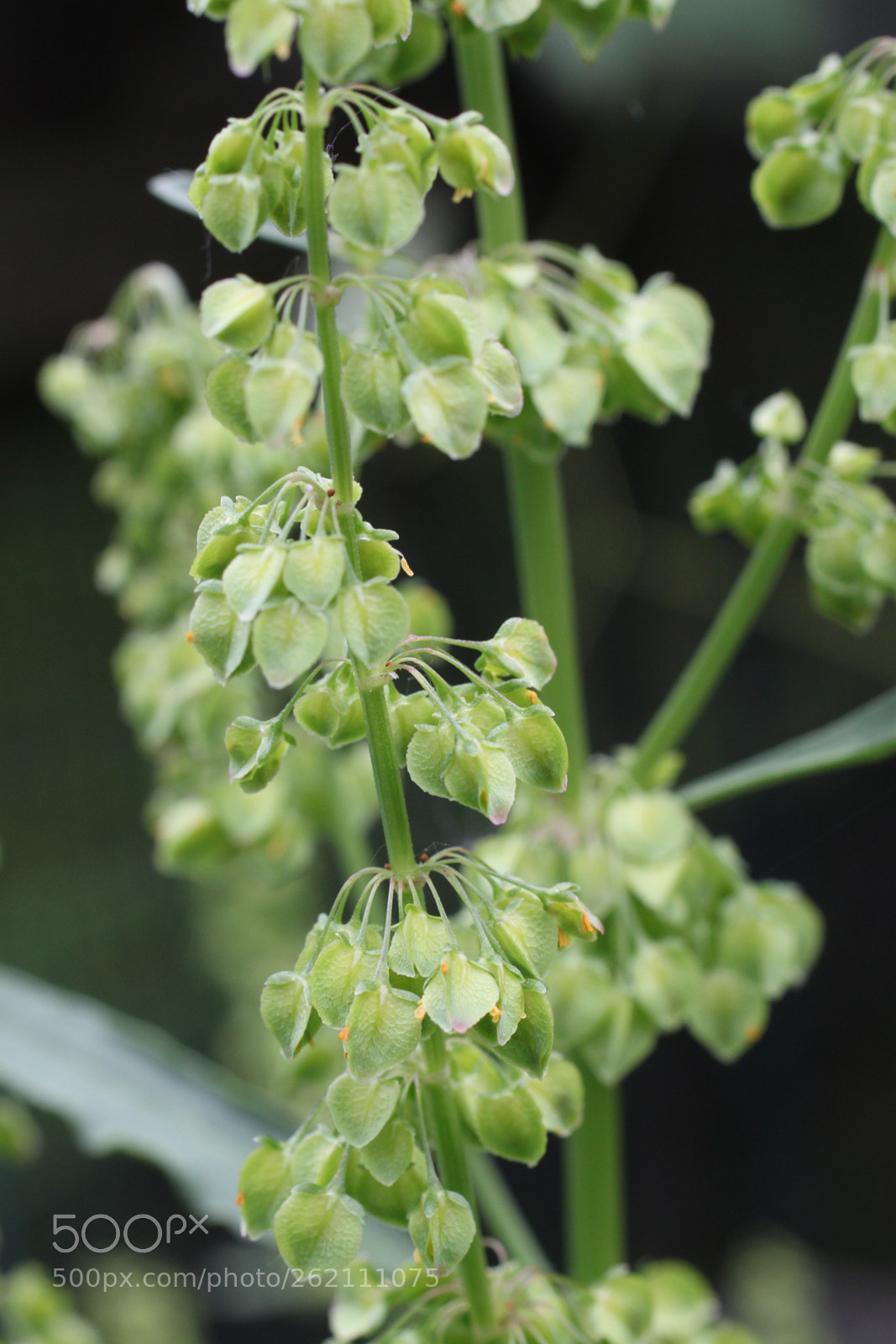 Canon EOS 500D (EOS Rebel T1i / EOS Kiss X3) sample photo. A tasty weed... photography