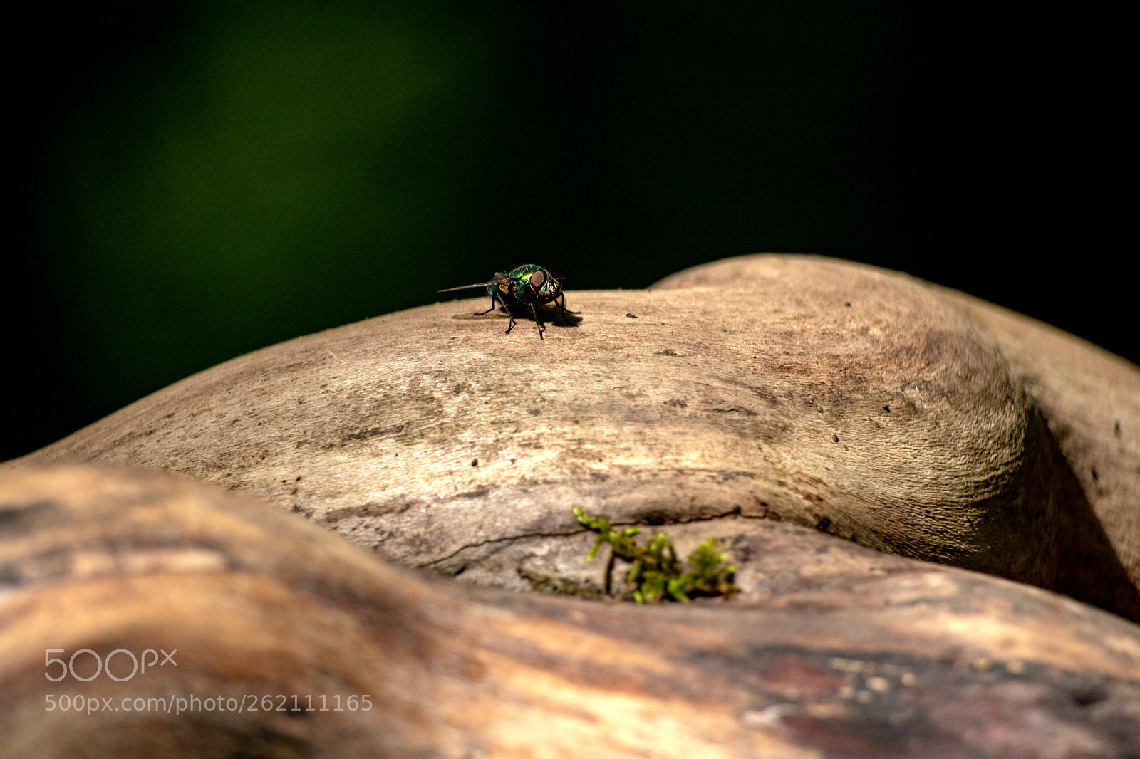 Canon EOS 80D sample photo. Pretty fly for a photography