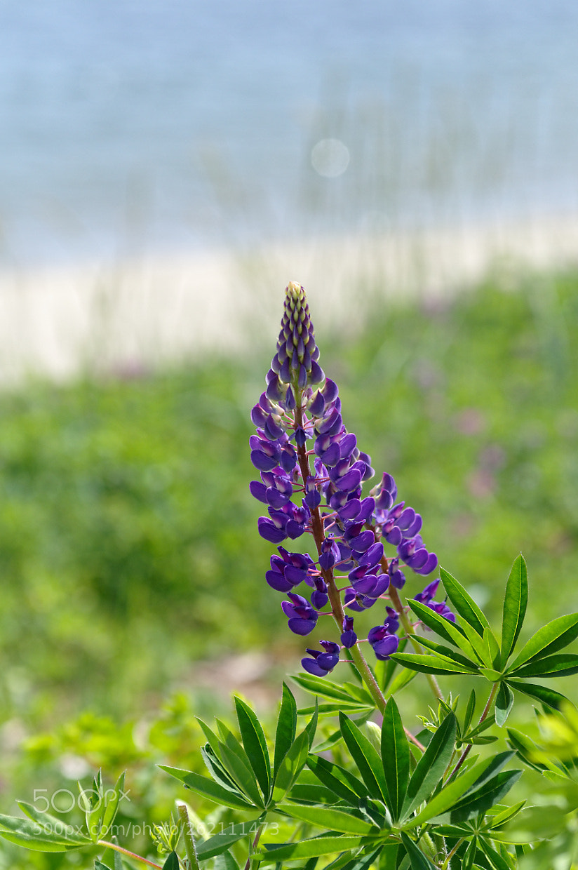 Pentax smc DA* 50-135mm F2.8 ED (IF) SDM sample photo. Lupine with beach flair photography