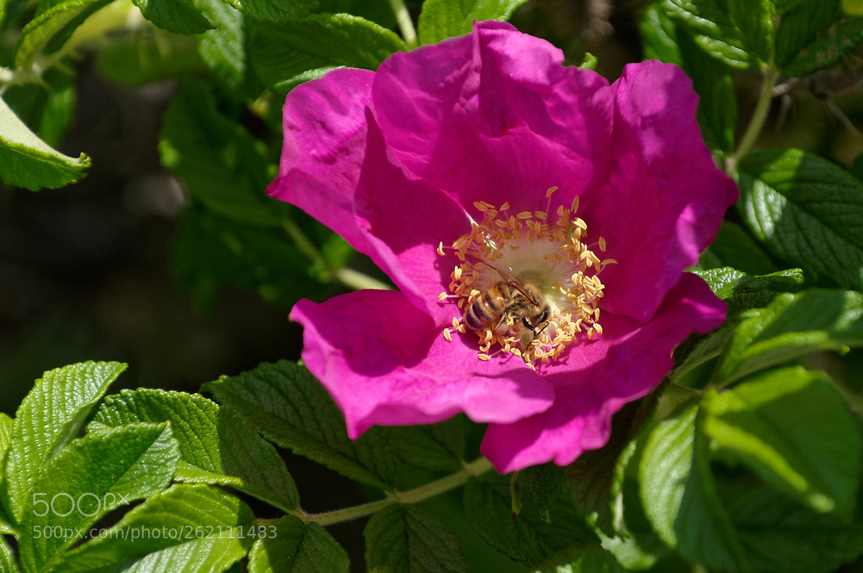 Pentax smc DA* 50-135mm F2.8 ED (IF) SDM sample photo. Rose and bee photography