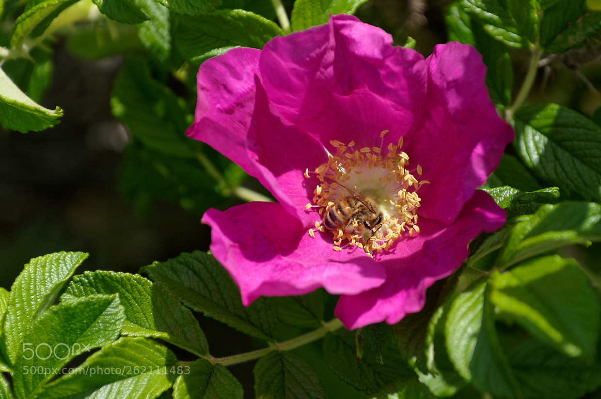 Pentax KP sample photo. Rose and bee photography