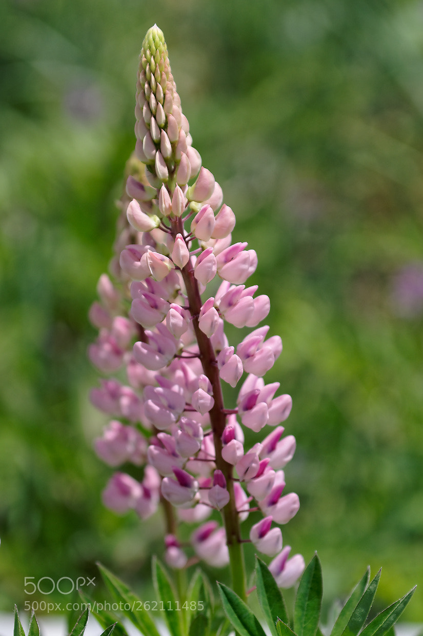 Pentax KP sample photo. Pink lupine photography