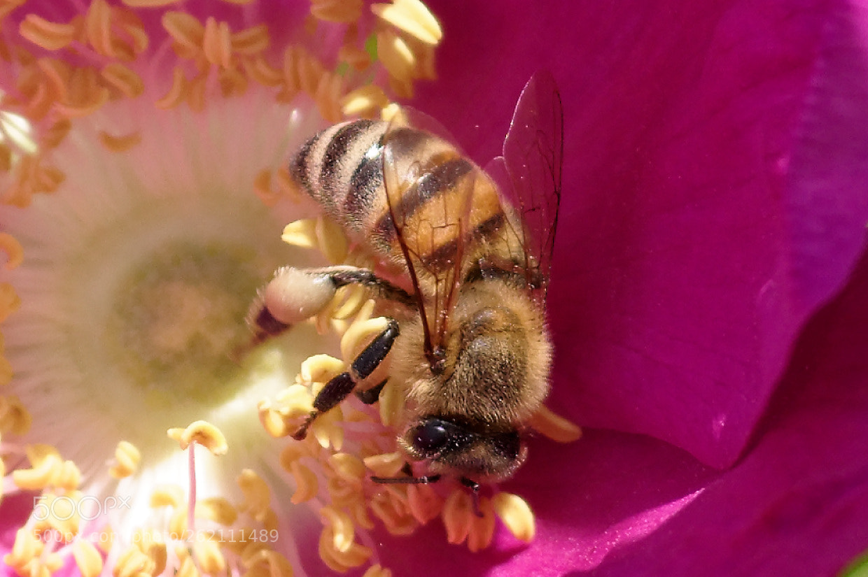 Pentax KP sample photo. Rose and honeybee photography