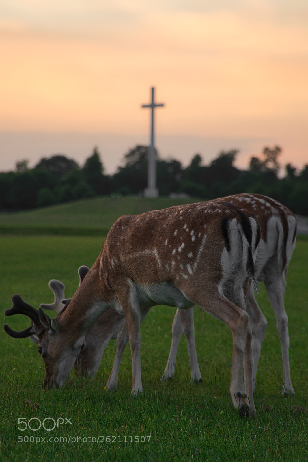 Sony a6500 sample photo. Deer phoenix park photography