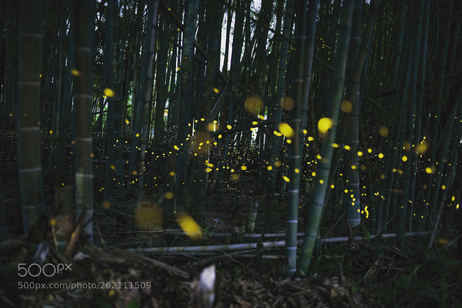 Nikon D810 sample photo. Nature  photography
