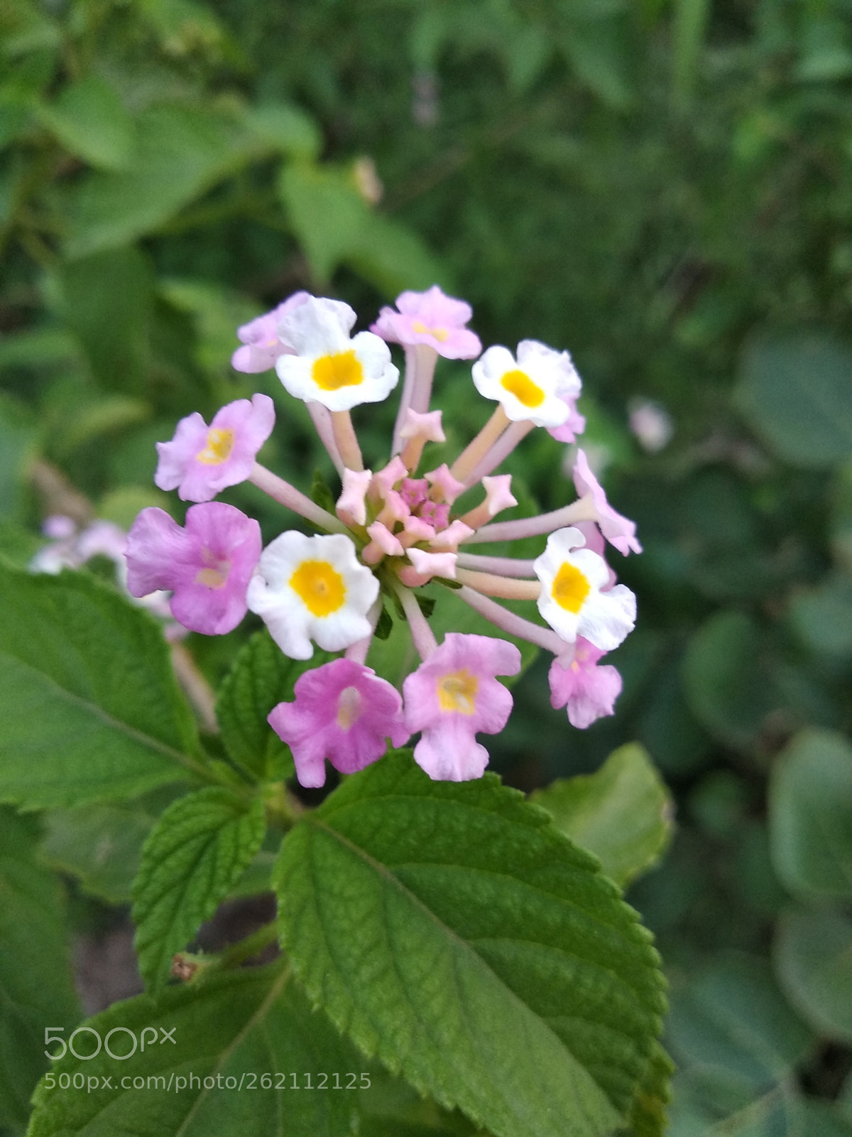Xiaomi Redmi Note 5 sample photo. Lovely colourful flowers photography