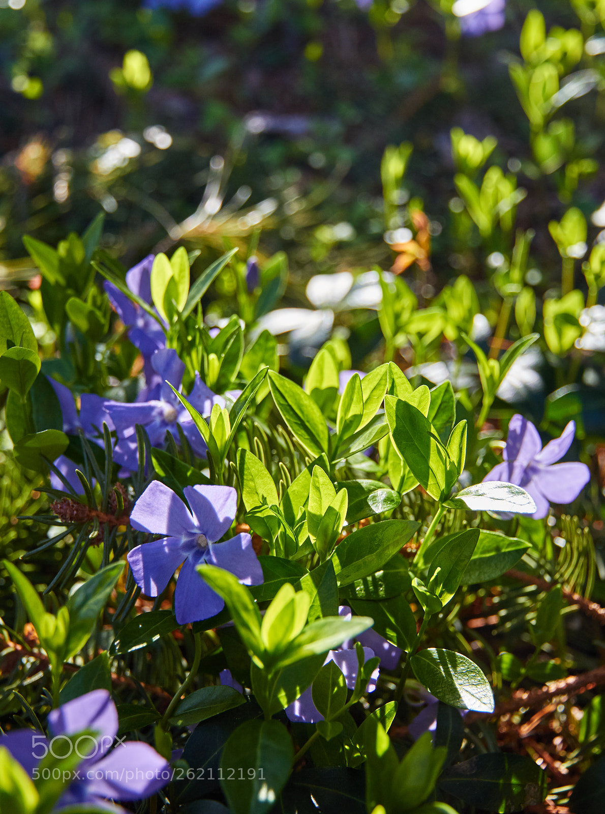 Canon EOS 60D sample photo. Vinca in golden hour photography