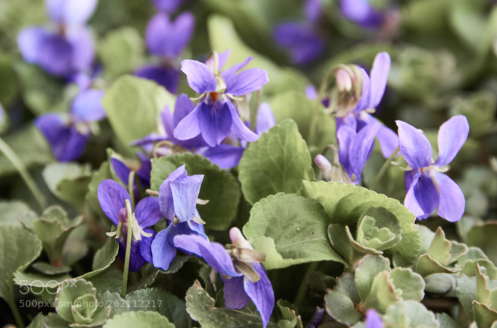 Canon EOS 60D sample photo. Violets and leaves photography