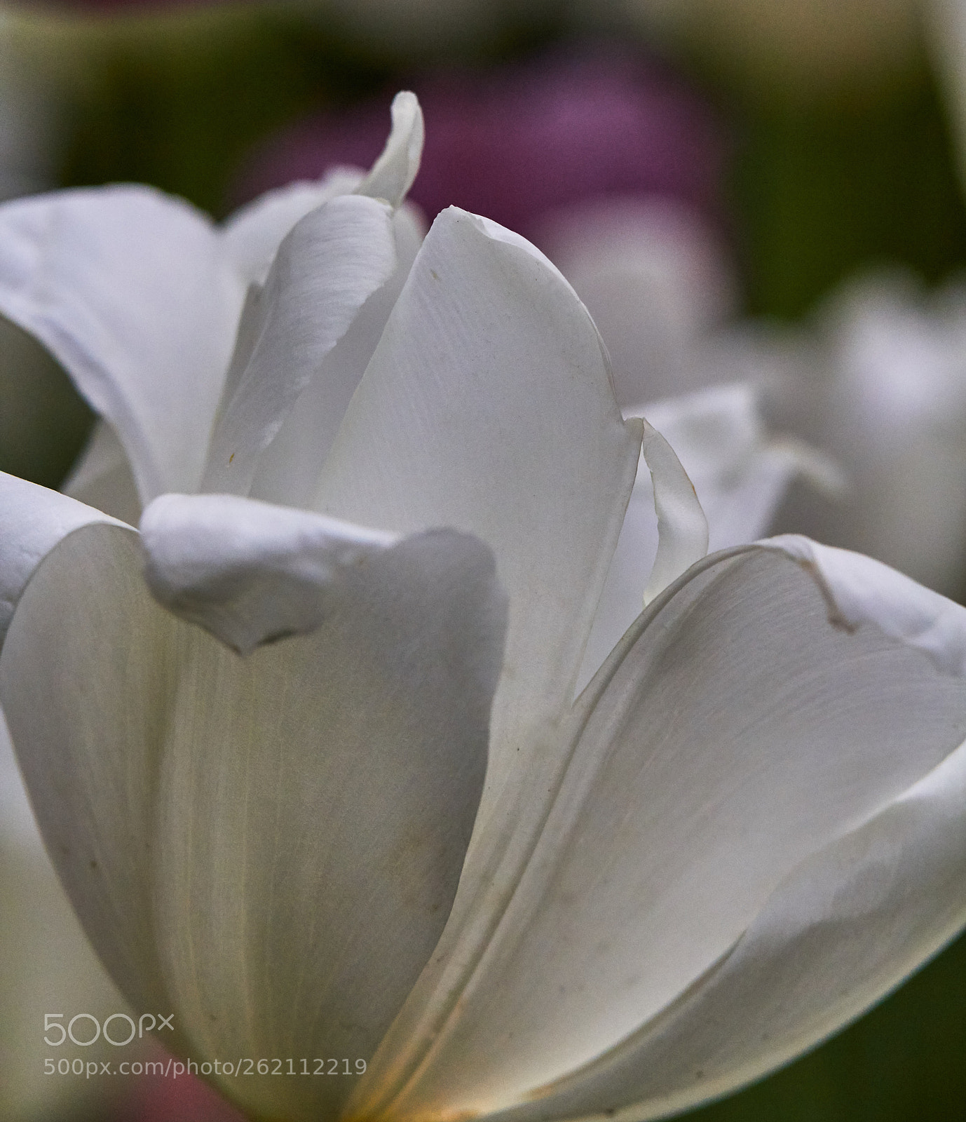 Canon EOS 60D sample photo. White tulip photography