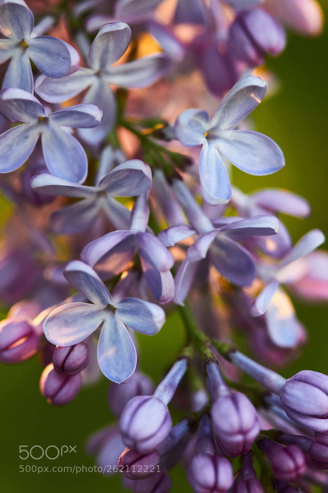 Canon EOS M sample photo. Lilacs in golden hour photography