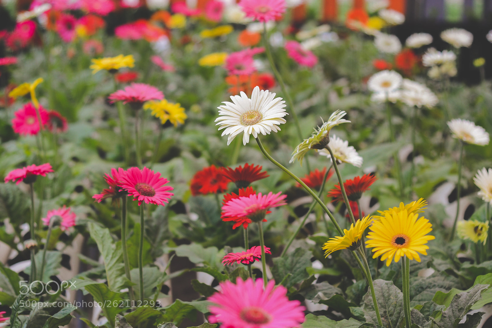 Nikon D3100 sample photo. Flor photography