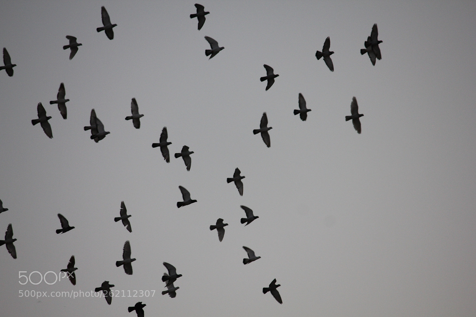 Canon EOS 550D (EOS Rebel T2i / EOS Kiss X4) sample photo. Birds photography