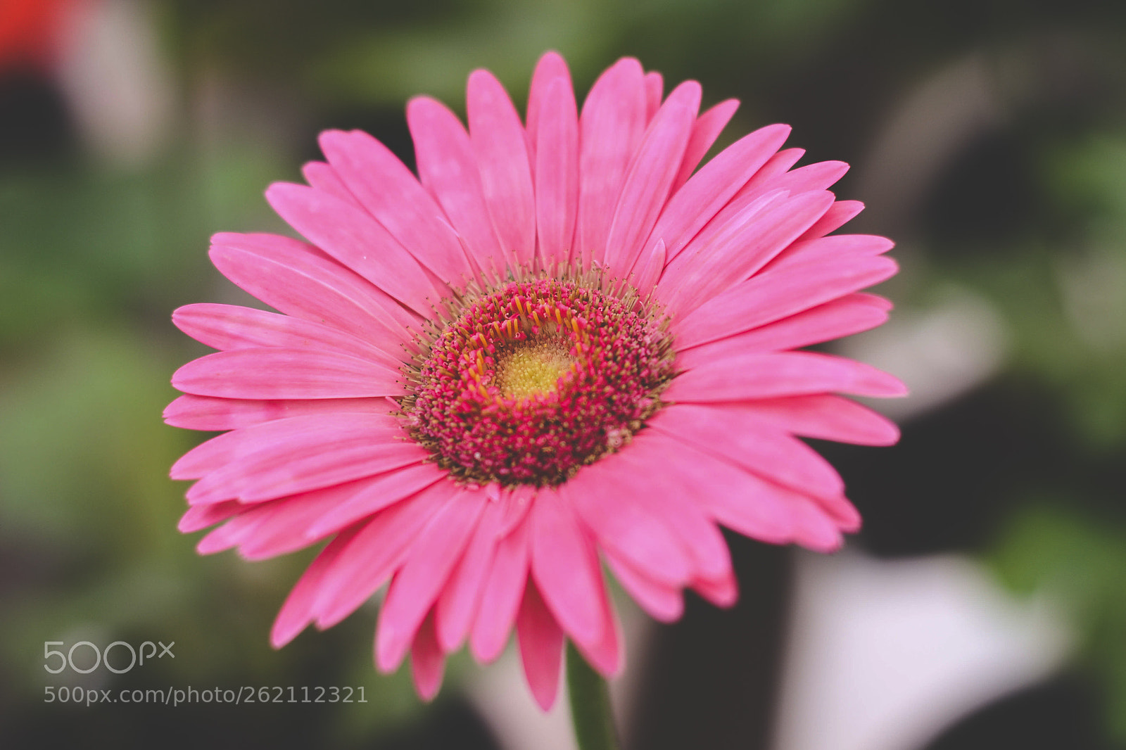 Nikon D3100 sample photo. Flor photography