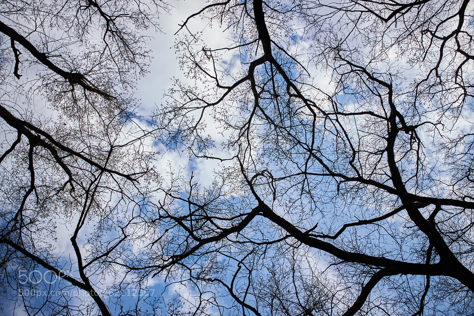 Canon EOS M3 sample photo. Spring trees bright sky photography