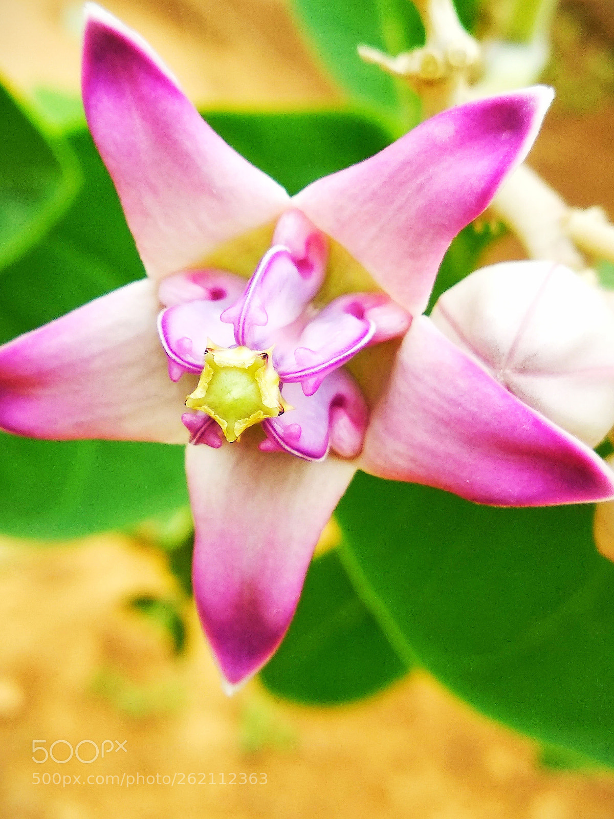 Xiaomi Redmi Note 5 sample photo. Pink beautiful colourful flowers photography