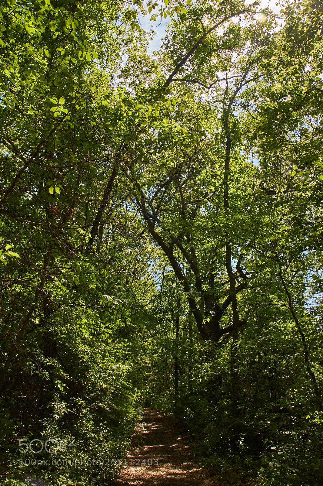 Canon EOS M3 sample photo. Forest hiking trail photography