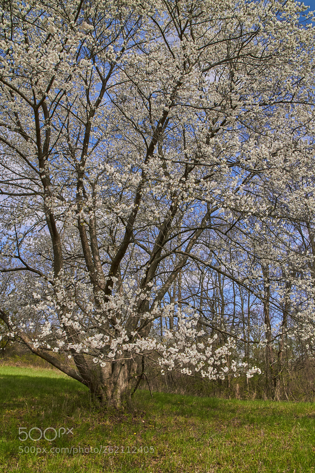 Canon EOS M3 sample photo. Flowering tree photography
