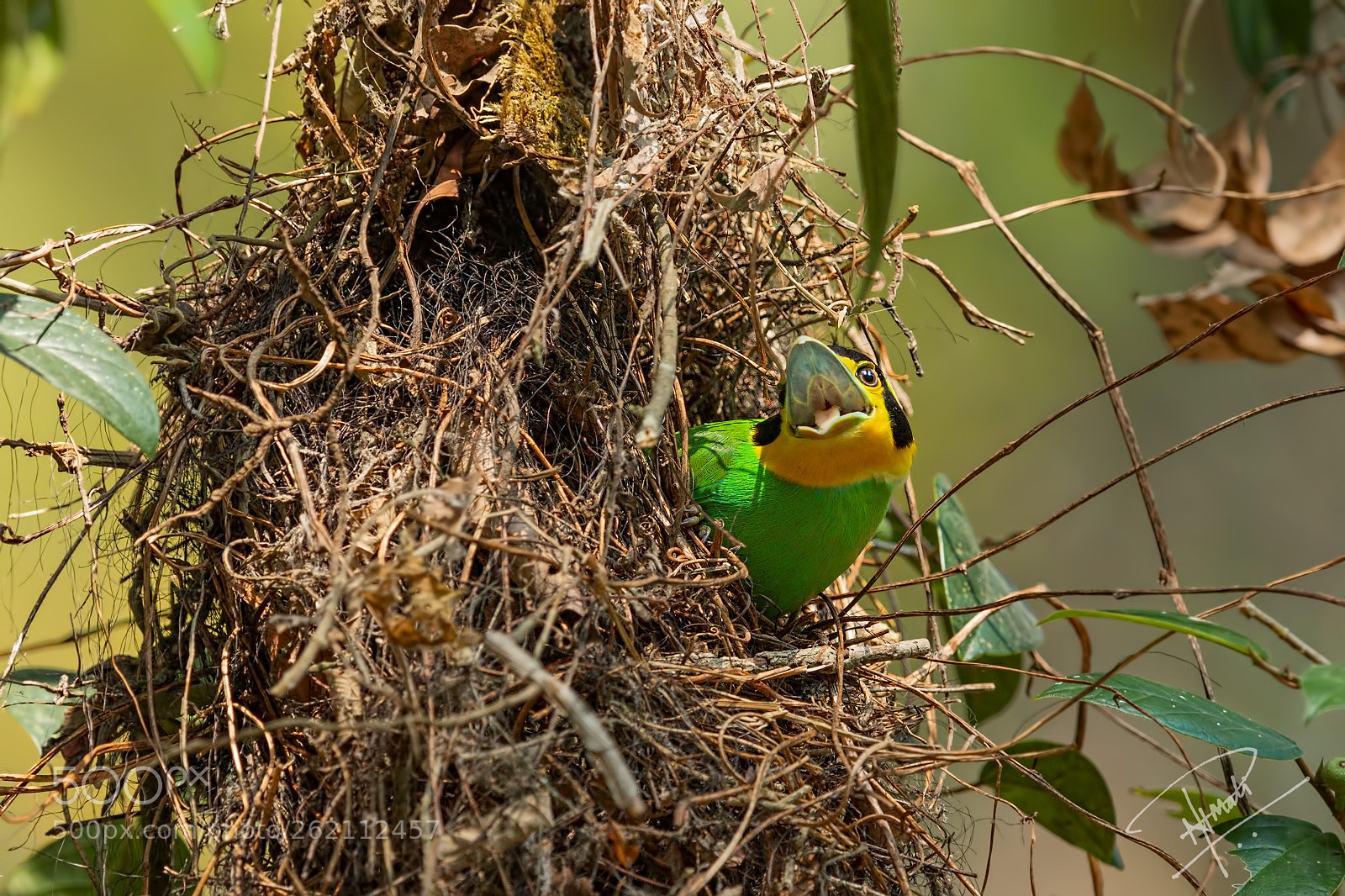 Canon EOS 5D Mark IV sample photo. Long-tailed broadbill photography