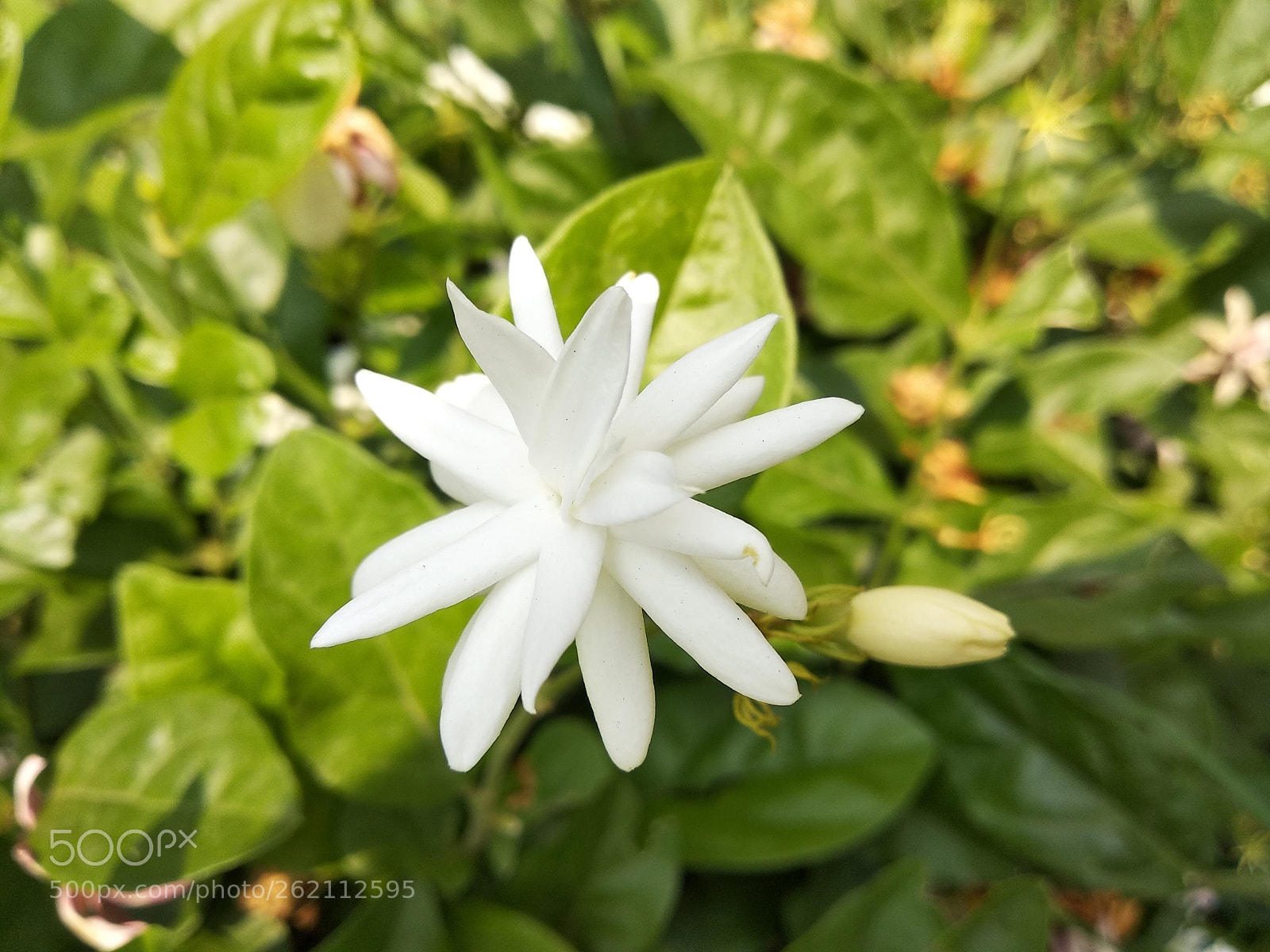 Xiaomi Redmi Note 5 sample photo. White beautiful flowers photography