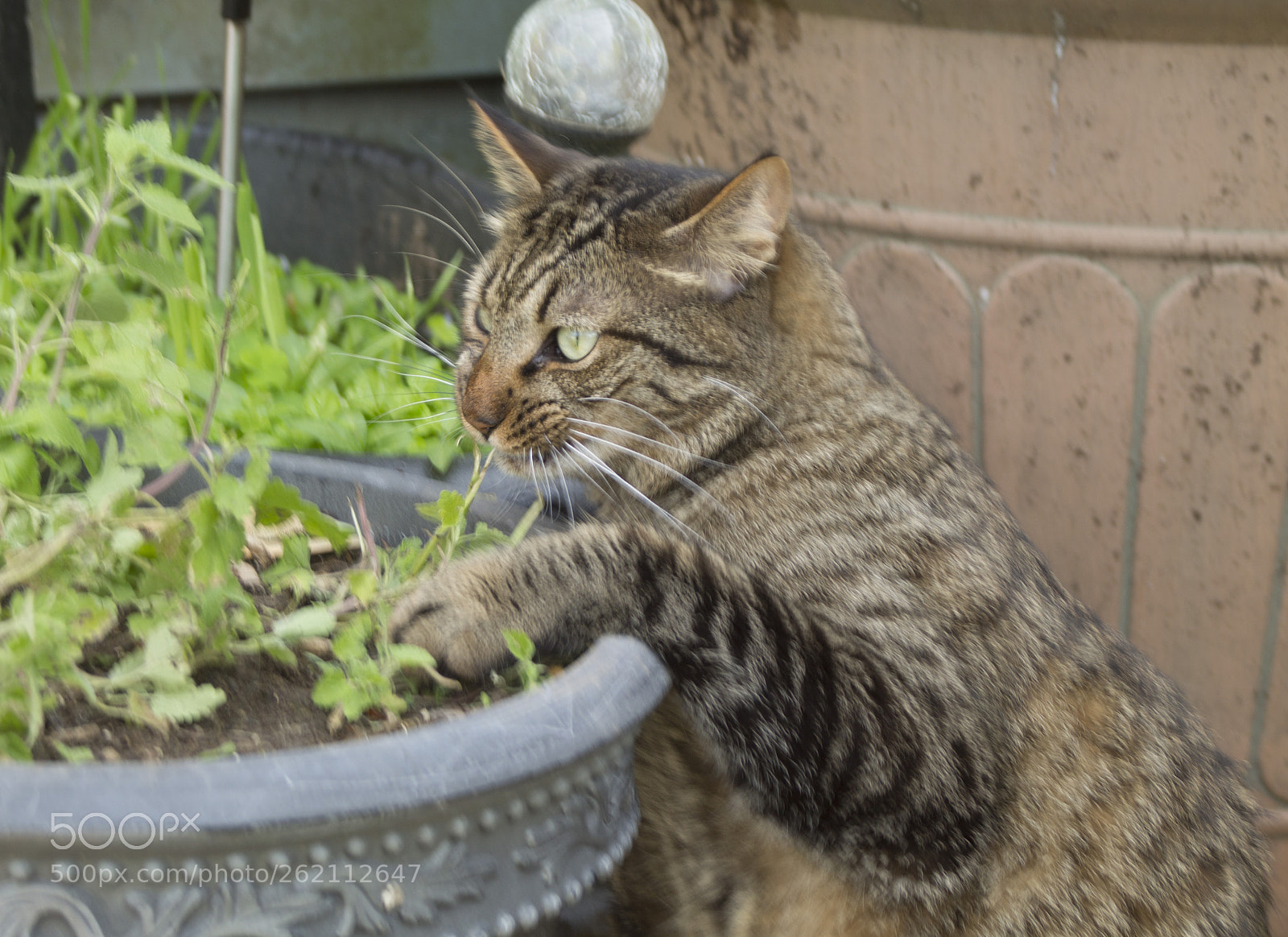 Canon EOS 1100D (EOS Rebel T3 / EOS Kiss X50) sample photo. Img photography