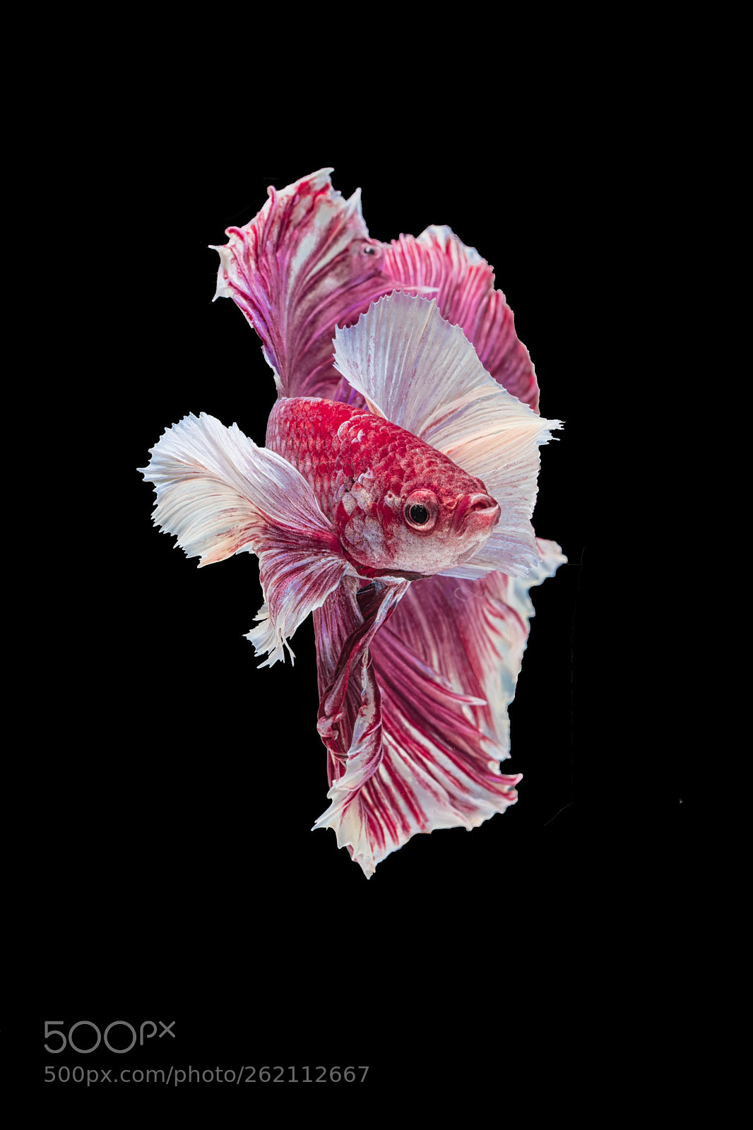 Canon EOS 5D Mark IV sample photo. Betta fish photography