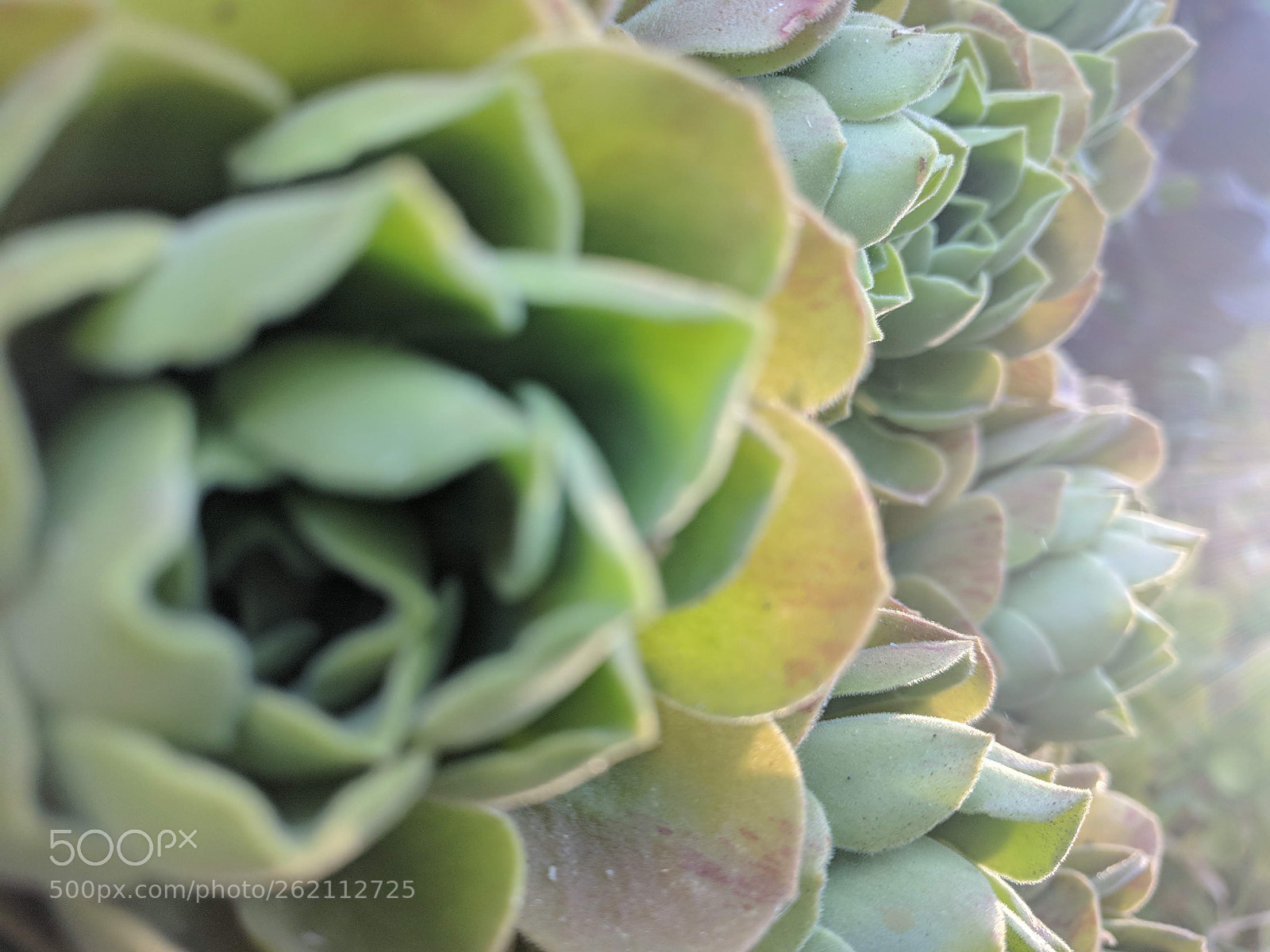 Google Nexus 6P sample photo. Plastic plants photography