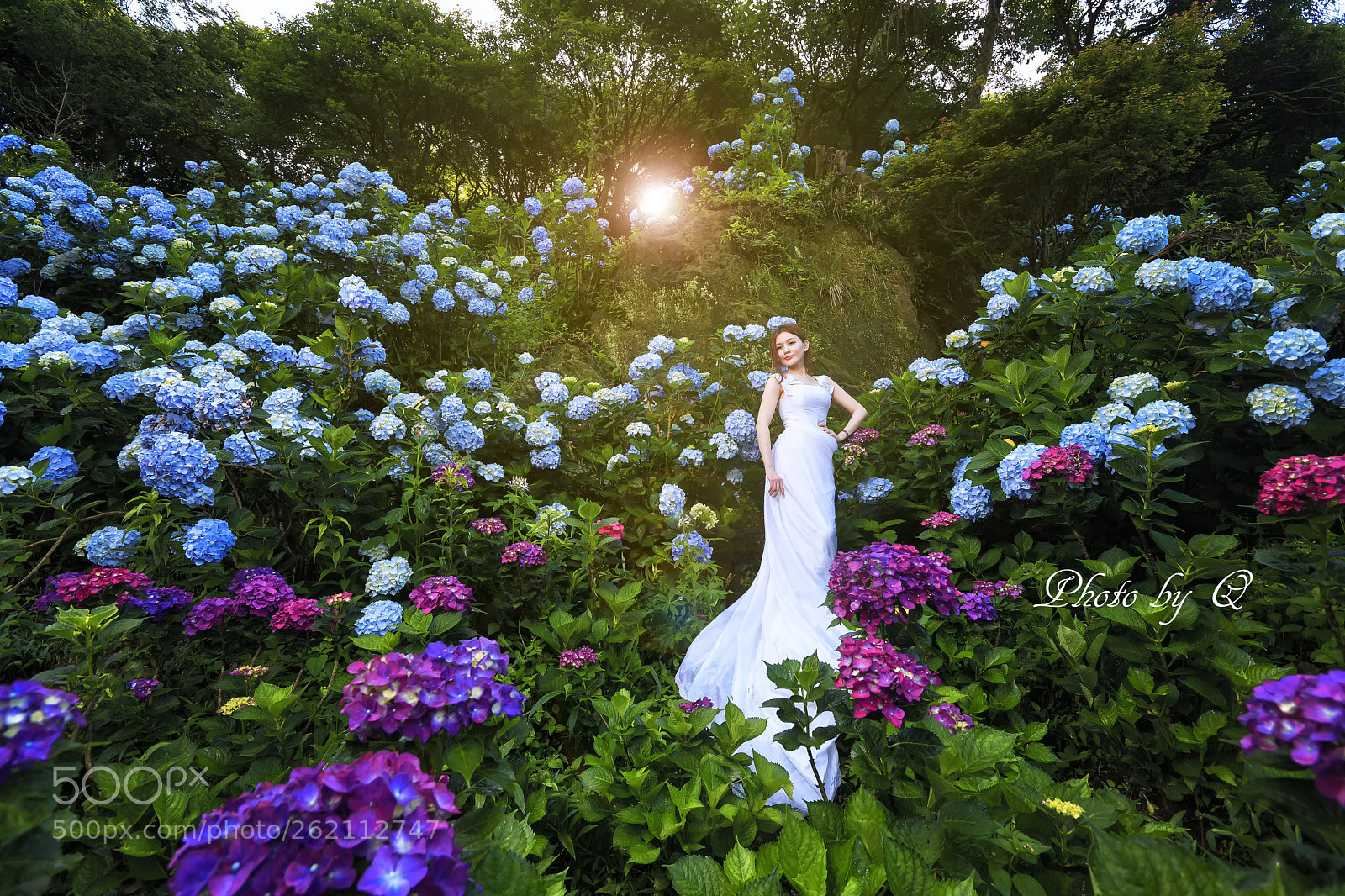 Sony a99 II sample photo. 紫陽花の花嫁 photography