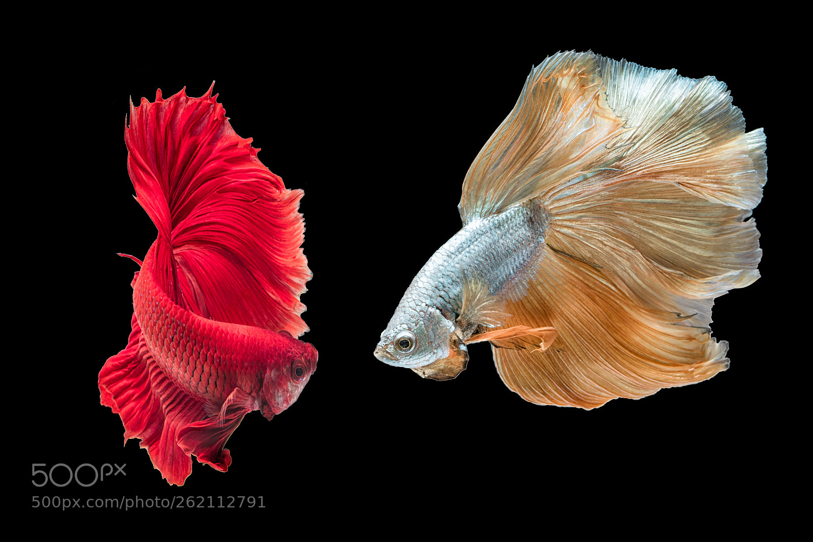 Canon EOS 5D Mark IV sample photo. Bettafish siam. photography