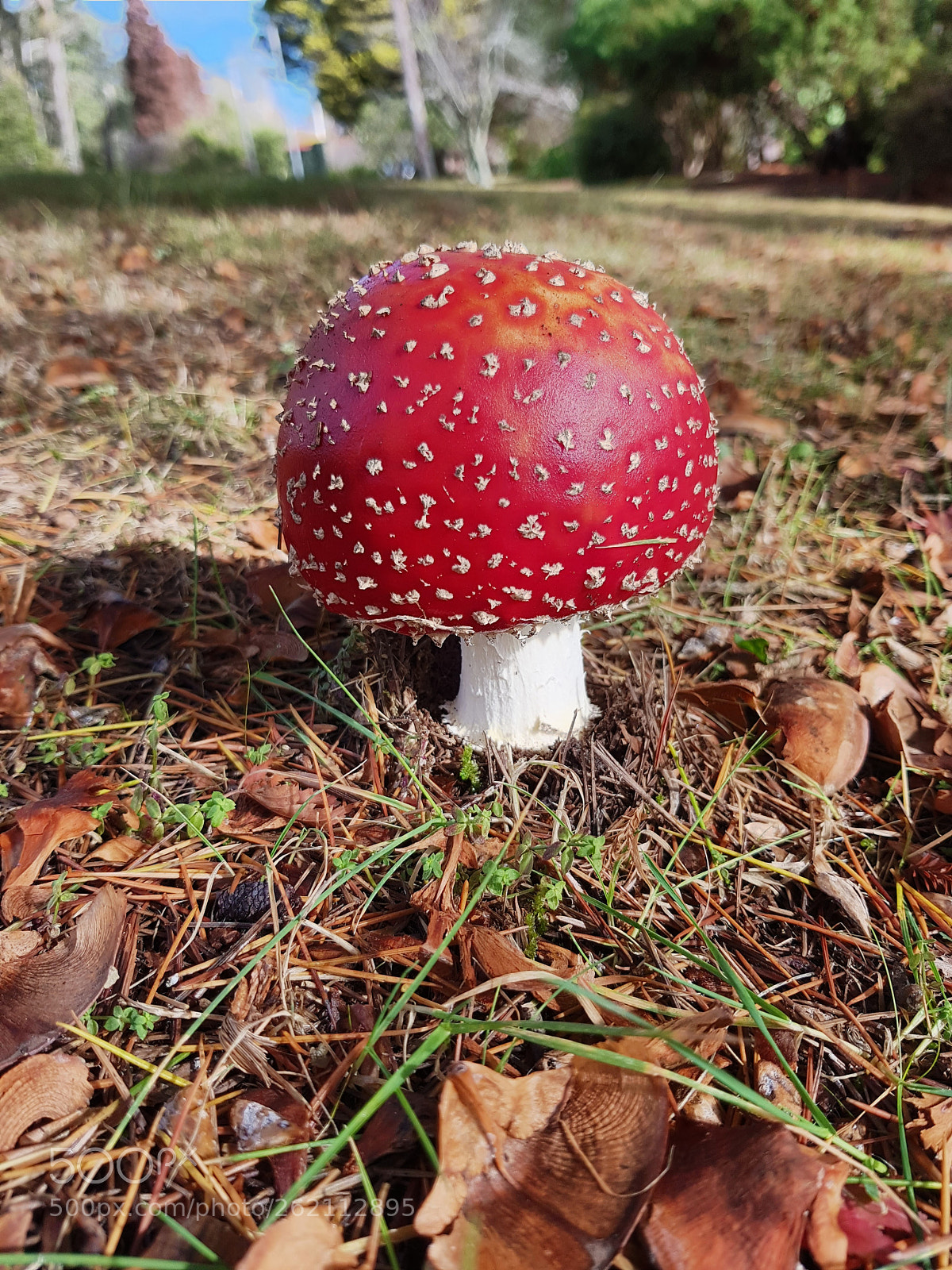 Samsung Galaxy S8 sample photo. Red mushroom photography