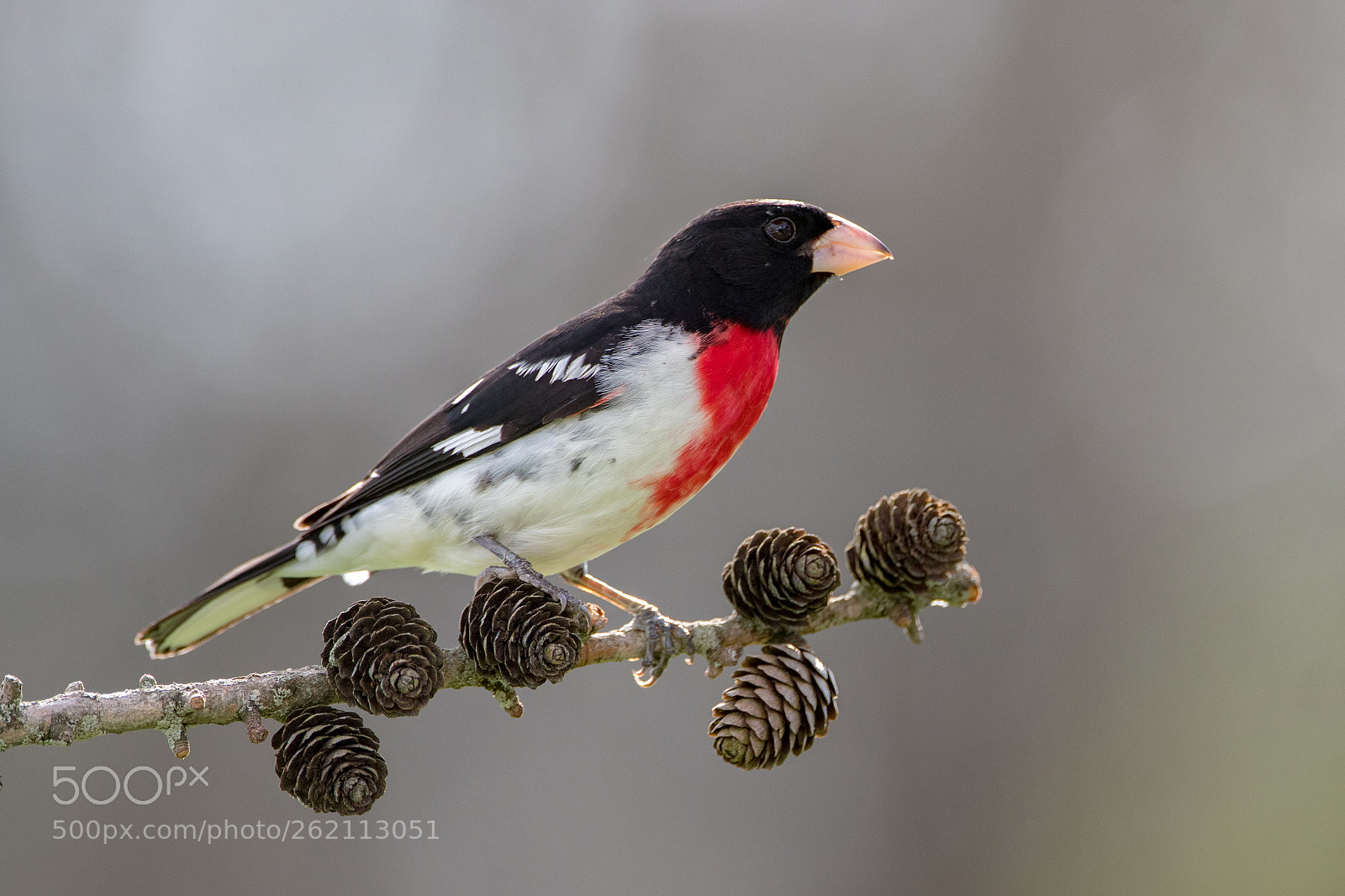 Canon EOS-1D X Mark II sample photo. Rose-breasted grosbeak photography