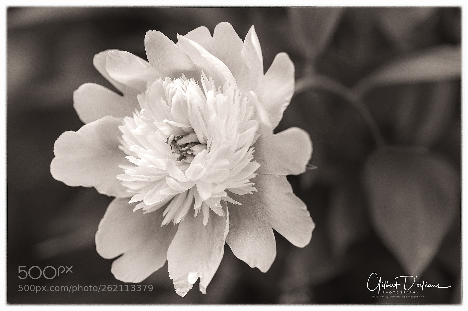 Canon EOS 6D sample photo. Flower_b&w photography