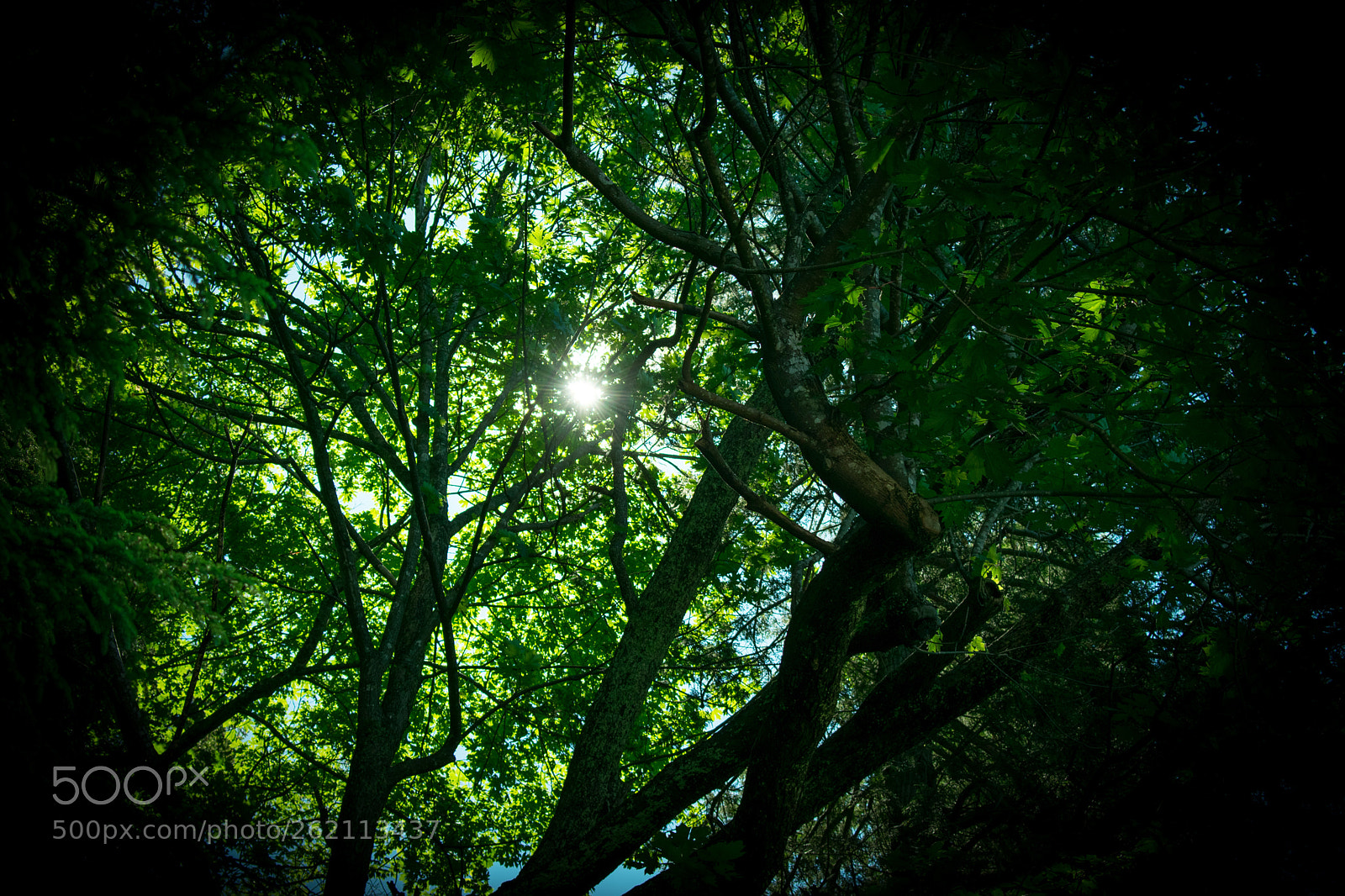 Nikon D3400 sample photo. Shine through photography