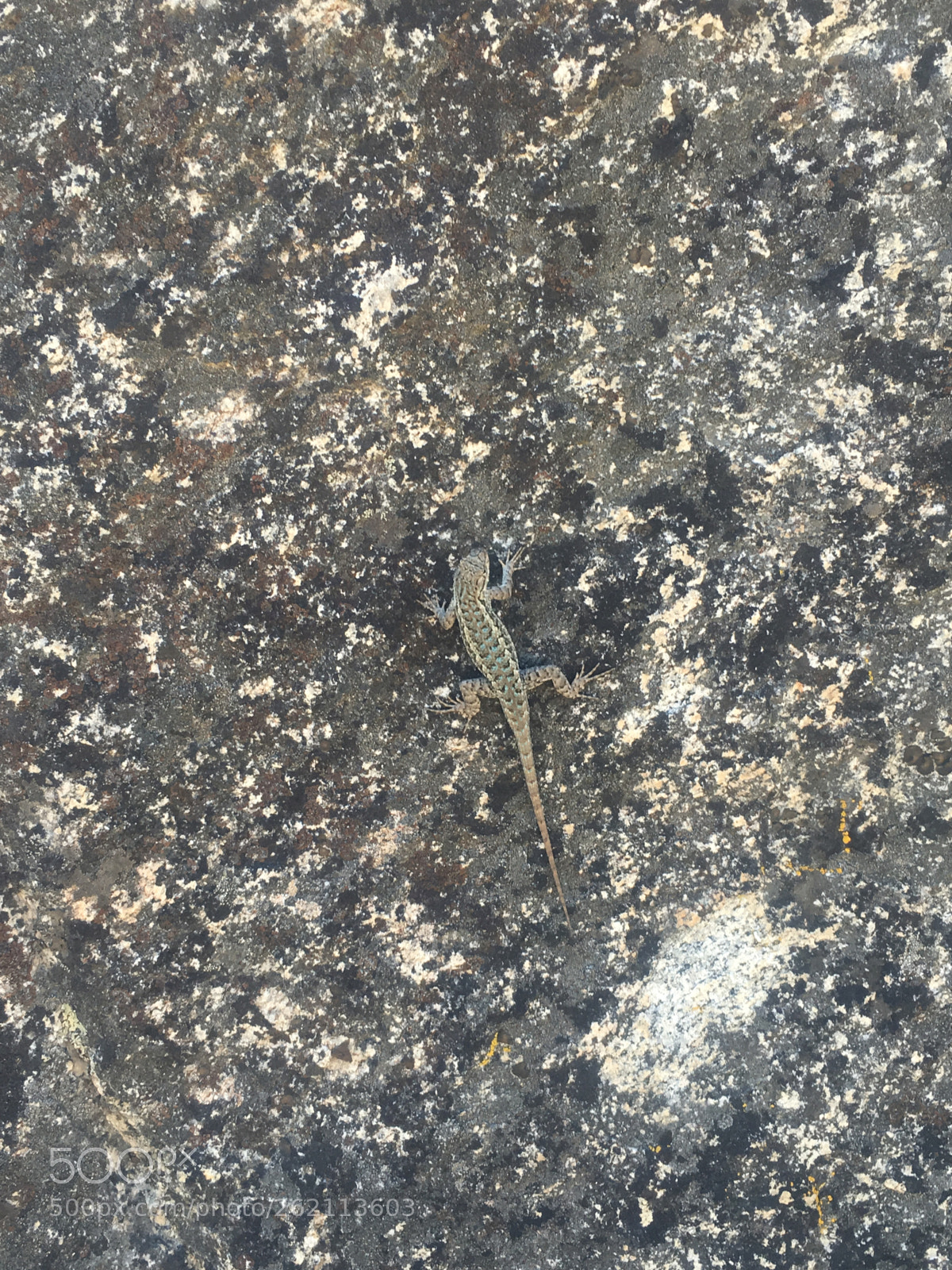 Apple iPhone 6s sample photo. Lizard on rock photography