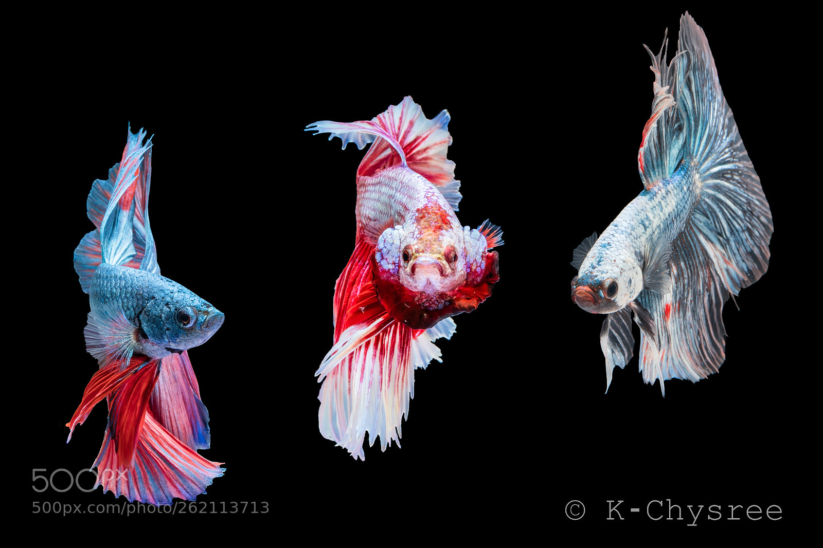 Canon EOS 5D Mark IV sample photo. Betta fish/three musketeers photography