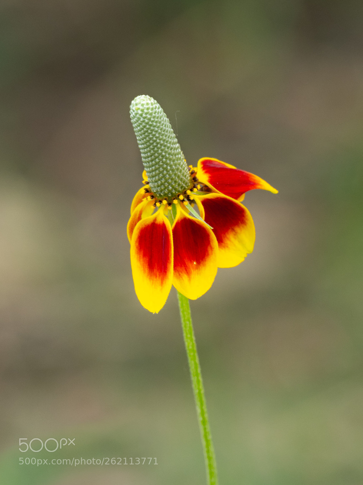 Olympus OM-D E-M1 Mark II sample photo. Prairie coneflower photography