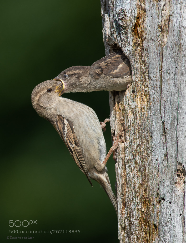Nikon D810 sample photo. Feeding time photography