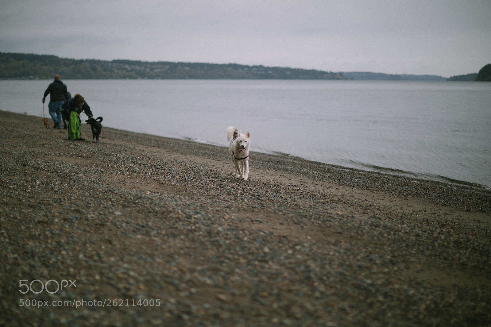 Canon EOS 6D sample photo. Dog photography