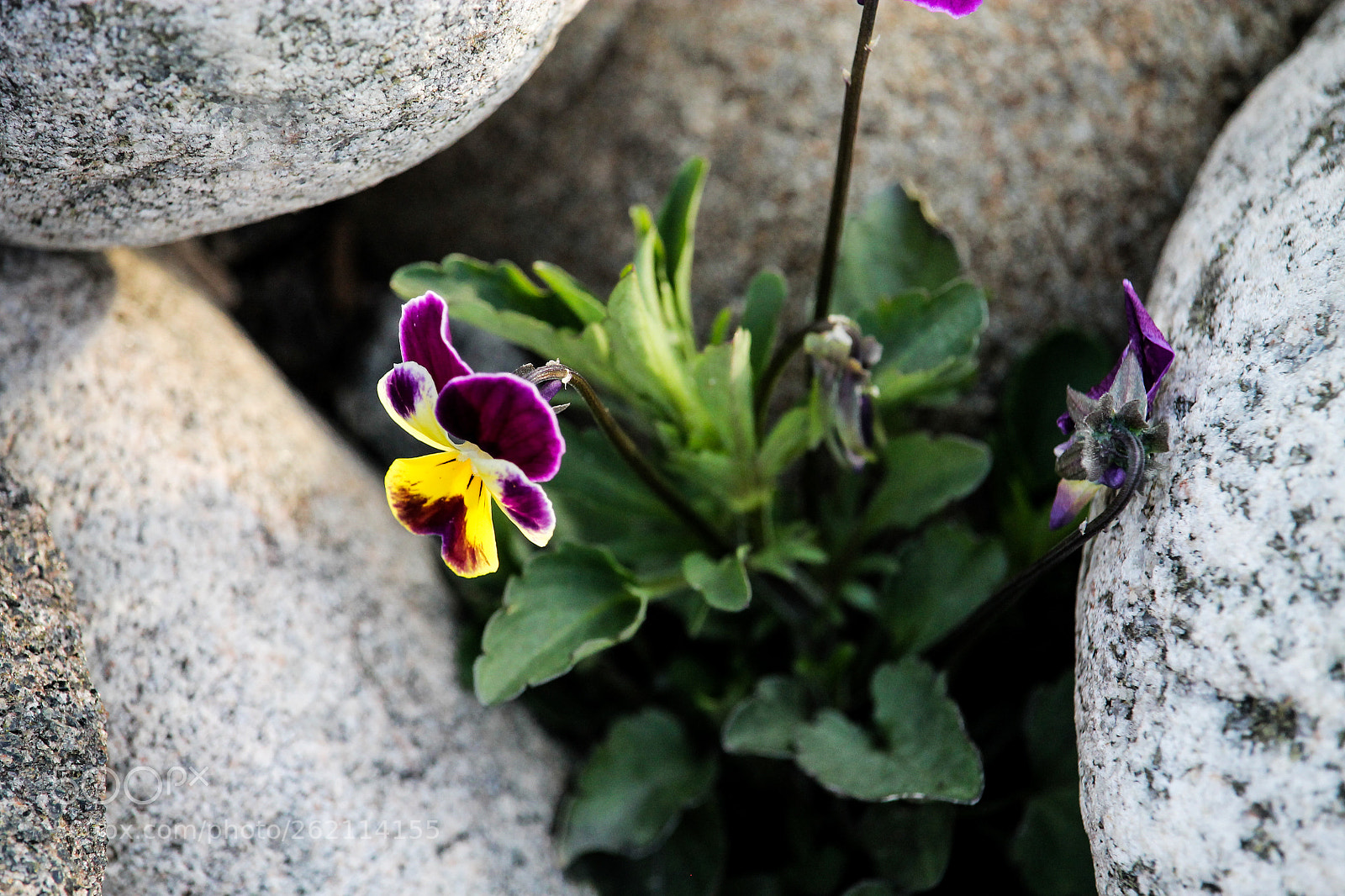 Canon EOS 1100D (EOS Rebel T3 / EOS Kiss X50) sample photo. Survivor photography