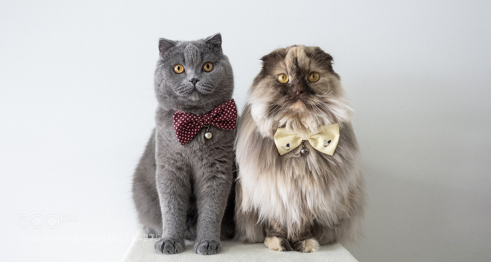 Olympus OM-D E-M5 II sample photo. Stas cats the meow photography