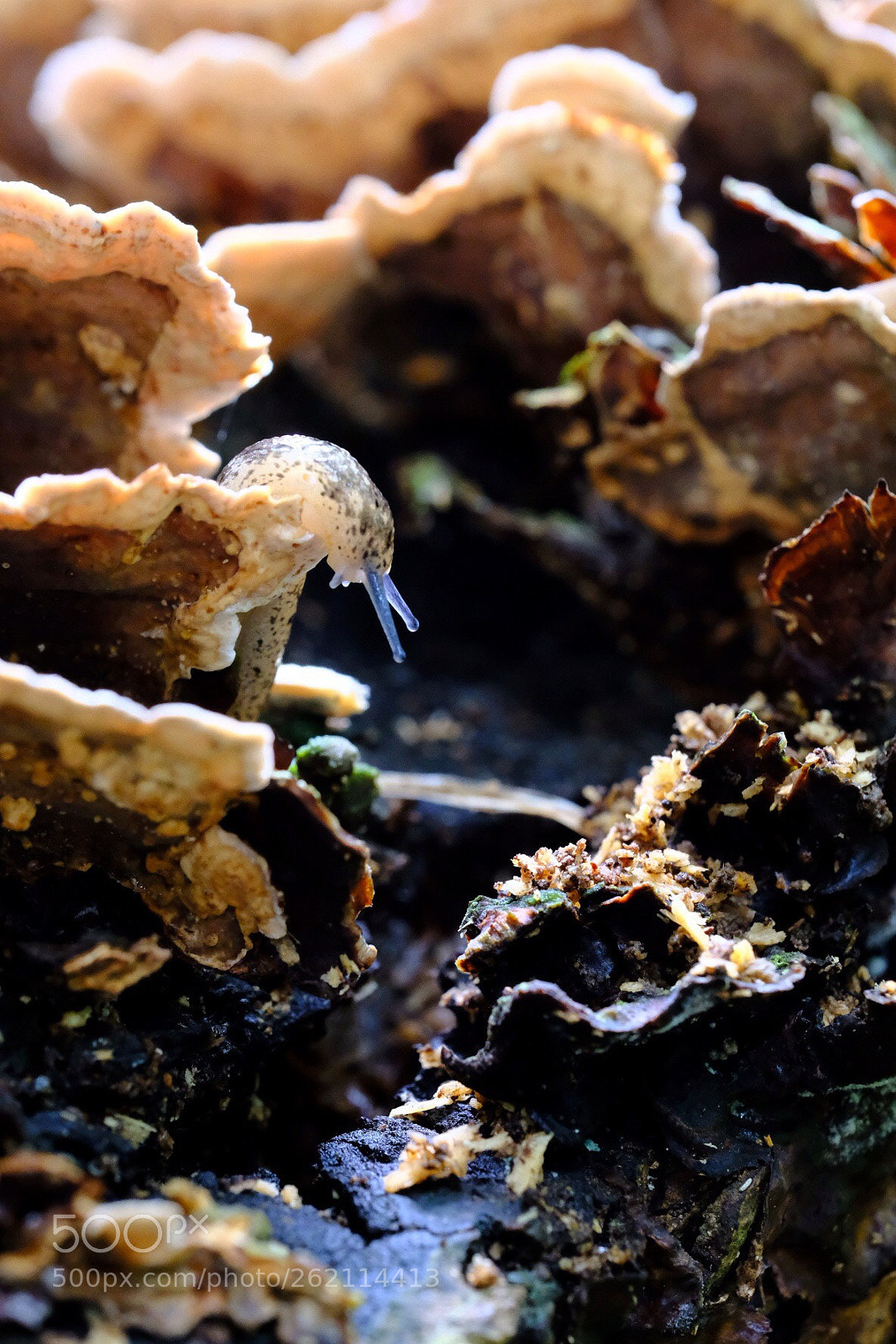 Fujifilm X-H1 sample photo. Slug world photography