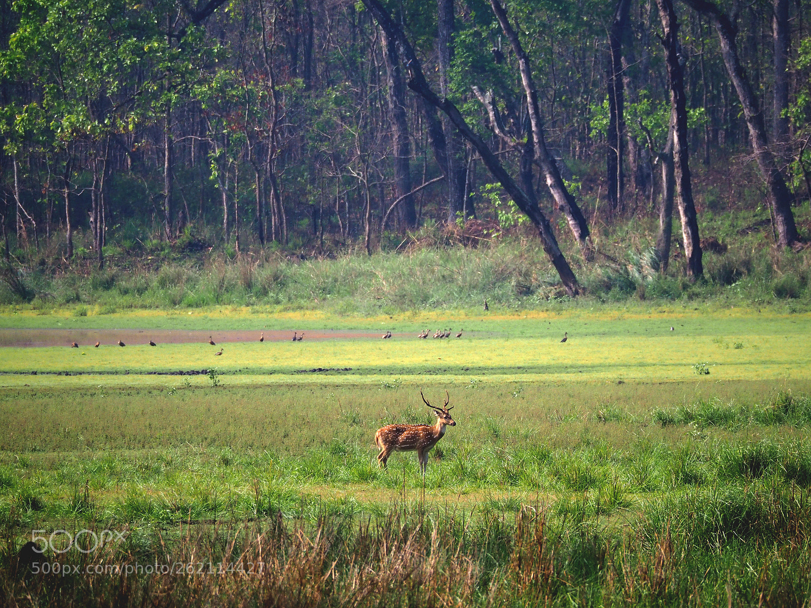 Olympus OM-D E-M10 II sample photo. Swamp deer photography