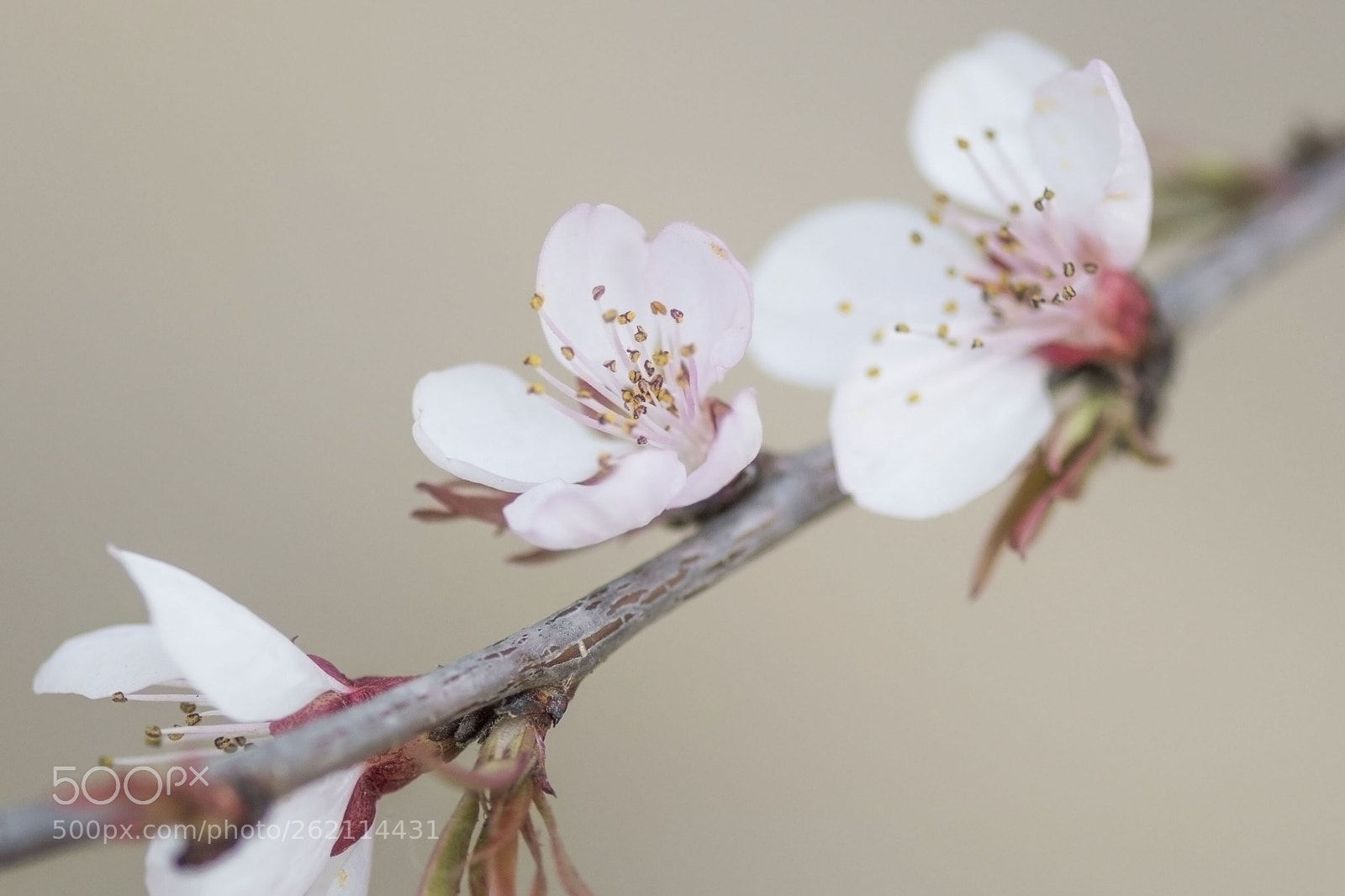 Nikon D500 sample photo. Pink flowers photography