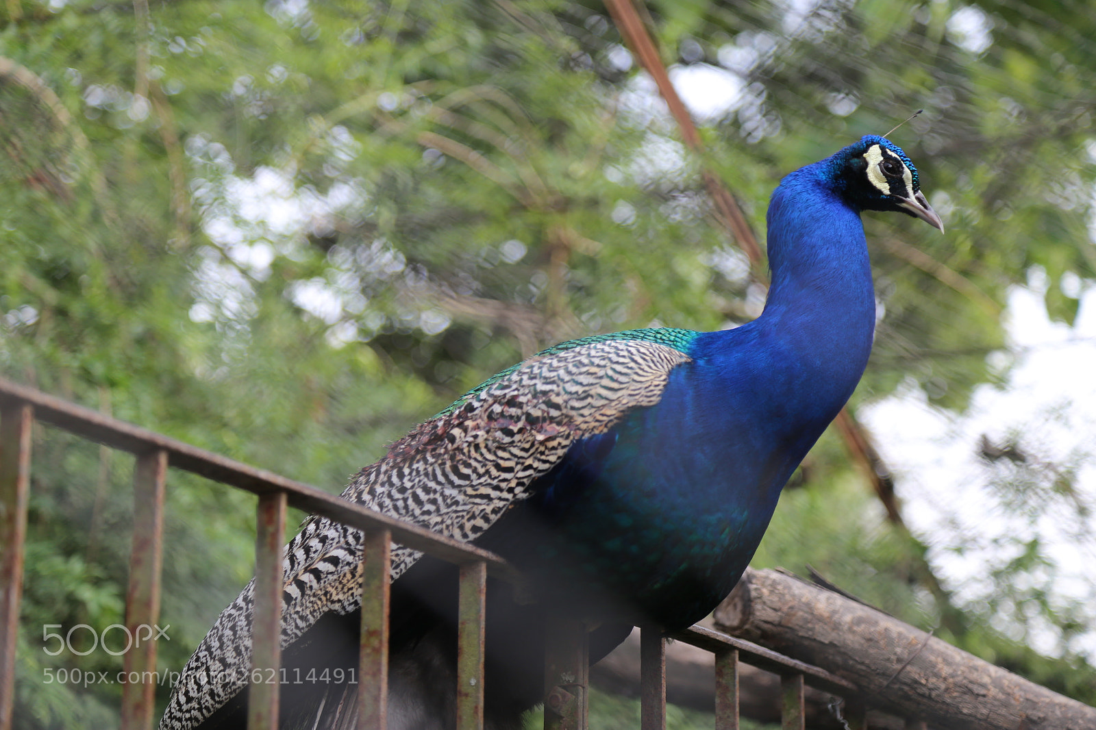 Canon EOS 6D + Canon EF 24-105mm F4L IS USM sample photo. Peacock photography